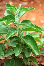 aswagandha. ashwagandha-herb